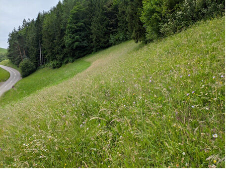 Beispiel einer artenreichen Wiese